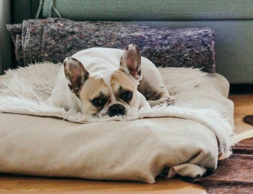 Understanding Intervertebral Disc Disease: A Guide for Pet Owners